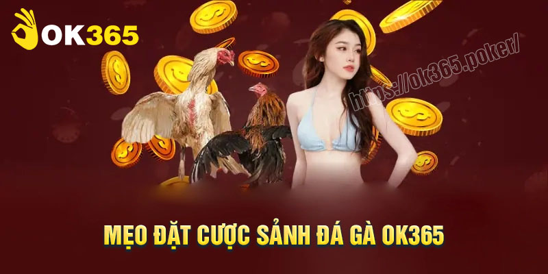 Mẹo đặt cược Đá gà Ok365 dễ thắng lớn